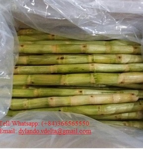 La canne à sucre frais congelé en vrac norme d'exportation pour les vacances produit agricole - Product Image 6