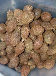ส่วนลด Malva Nut/Sterculia Lychnophora,/Macromacropodum (WS: 0084987731263) - Product Image 6