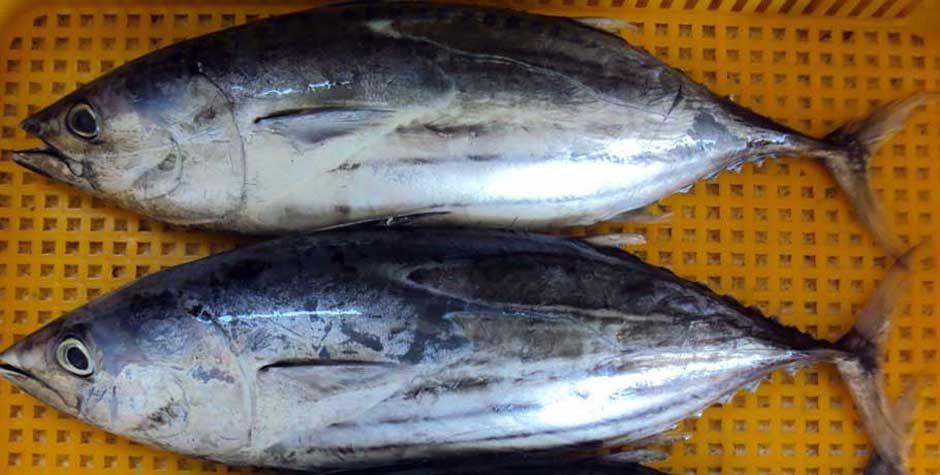Frozen Horse Mackerel / Fish From Vietnam Cheap Price