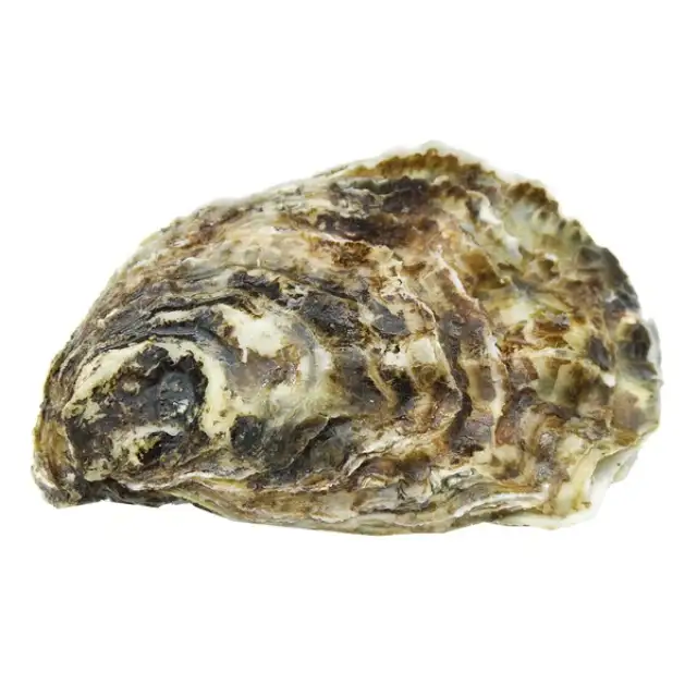 Good Quality Oysters Half Shell Fresh/ Frozen Oyster Meat now in Stock . Order Now available at good rates
