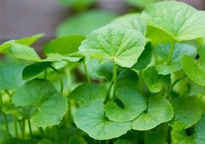 ผงใบแห้งจากใบบัวบกไม่มีสารพิษรสชาติดีไม่มีสารเคมี - Product Image 6