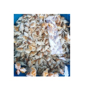 Cuentas de Concha Espiral Natural Blanca, Conchas Marinas, Conchas de Playa, Conchas de Cauri, Dijes y Cuentas con Orificio para Manualidades, Fabricación de Joyería, 99 Oro Data - Product Image 6