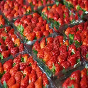 Hochwertige Erdbeer frucht händler/Bezugsquellen für rote Erdbeer früchte