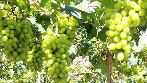 330ml Boisson pétillante au jus de raisin - Product Image 2