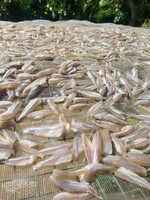 Sundried Sprat Fish from Vietnam, Salt-Preserved and Affordable