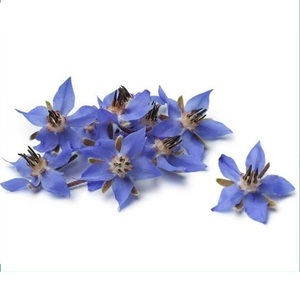 น้ำมันหอมระเหยสีฟ้าแทนซี่ - Product Image 1