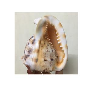 Coquille de conque naturelle de grande taille, coquille de Cassia, coquille de Cassia cornuta, coquille de mer de grande taille - Product Image 1