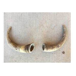 Corno di bufalo parete decorativa corno corto festa e occasione esportazioni all'ingrosso corno decorativo corno di bufalo - Product Image 5