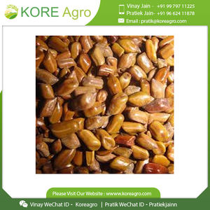 Graines de Cassia Tora 100% Naturelles Séchées Cassia Tora Disponible au Prix de Gros - Product Image 5