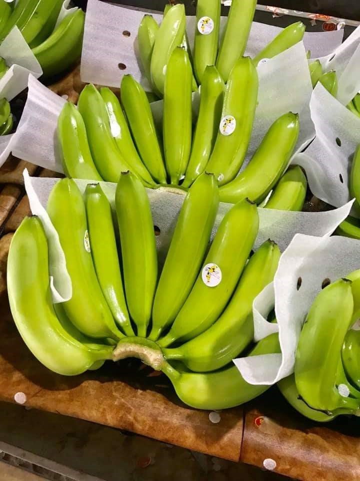 越南新鲜卡文迪许香蕉价格优惠