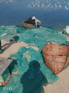 Musgo Marino, un Suplemento Nutricional. Musgo Marino Natural Rico en Minerales y Vitaminas / Hecho en Vietnam - Product Image 2