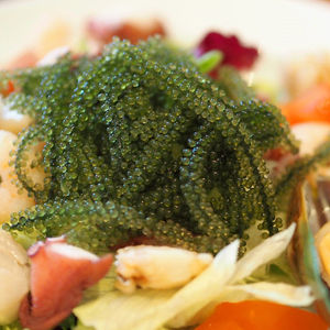 nori seaweed-nori seaweed manufacturers, suppliers and exporters