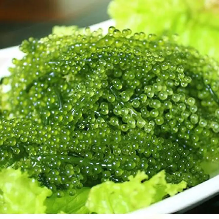Melhor vendedor de seagrapes/salgados seagrape algas marinhas/caviar verde ms. ann + 84 902627804