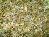 Soursop/Vietnam Soursop/Goedkope Soursop Jonathan + 84766909341