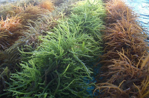 High Quality <b>Dried</b> Irish <b>Moss</b> Seaweed/ Cottonii Seaweed (Hot Price) - Product Image 6