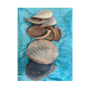 เปลือกหอยมูเร็กซ์ โอเปอร์คูลัม ราคาถูก หอยมูเร็กซ์ - Product Image 2