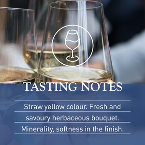 ไวน์ขาวออร์แกนิก Grillo DOC 750มล. Sicilia Giuseppe Verdi Selection ไบโอวีแกนไวน์ขาวผลิตในอิตาลี - Product Image 5