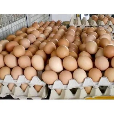 Broiler hatching eggs Ross 308 and Cobb 500 and Chicken Table Eggs fresh