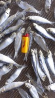 POISSON SÉCHÉ SARDINE HARENG ANCHOVIE POISSONS SÉCHÉS WELLSUN À VENDRE - WHATSAP- 0084 989 322 607