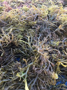 MUSGO IRLANDÉS CON LA MEJOR CALIDAD/ALGAS EUCHEUMA COTTONII DE VIET NAM/Sra. Jessi - Product Image 2