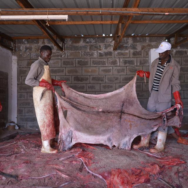 Сухие/Влажные соленые шкуры осла