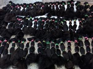 TEMPLE HAIR Extension d'origine indienne Extensions de cheveux humains de haute qualité - Product Image 2