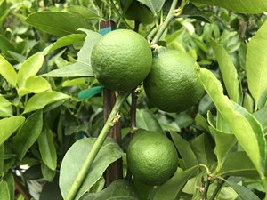 VENTA CALIENTE EN VIETNAM Limas Frescas Sin Semillas/Lima Fresca/Limón Verde Fresco Sin Semillas de Vietnam //Rachel:+84896436456 - Product Image 4