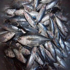 2021ขายปลาทูน่าเนื้อเหลืองแช่แข็ง,ปลาทูน่า Skipjack อินโดนีเซีย,ปลาทูน่าแช่แข็ง Katsuwonus Pelamis Skipjack ปลาทูน่า/ซื้อปลาทูน่าครีบเหลืองแช่แข็ง - Product Image 4