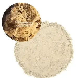 Supplier of High Quality Sea Moss Powder in Bulk from Vietnam for Export/ Ms. Lily +84 906927736