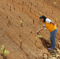 Filet de coco/tapis de coco pour le contrôle de l'érosion fabriqué au Viet Nam - Serena