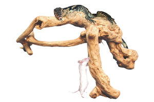 Terarium Reptil Kayu Jawa, Piring Kayu, Cabang Kayu untuk Memanjat dan Berjemur, Asli Buatan Indonesia - Product Image 2