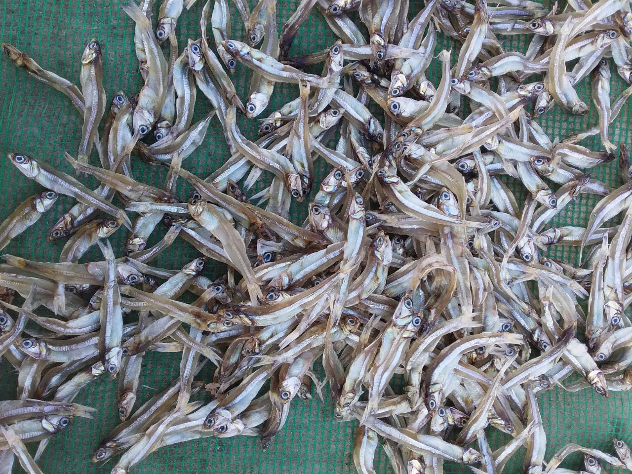 Dry seafood- dried fish anchovy from Vietnam Cheap Price- seafood(dot)linda(at)gmail(dot)com