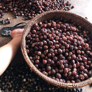 Soda chinois, baies de savon, dodge, Dodani, Reettha, très bon prix - Product Image 1