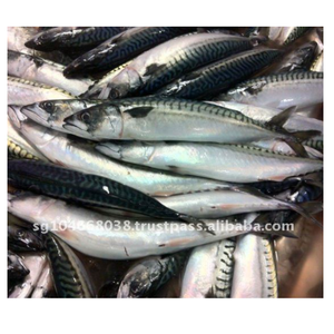 Hot <b>Sale</b> KOSHER Whole Frozen Pacific Mackerel Block BRC Certified Dried <b>Bulk</b> Packaging Time Shelf Origin High Quality - Product Image 1