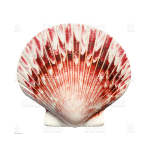 หอยเชลล์คุณภาพสูงจากเวียดนามสำหรับตกแต่งในร้านอาหารและโรงแรม /Shyn Tran - Product Image 1