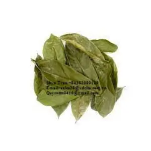 Graviola Leaves / Dried Soursop Leaves High Quality From Vietnam/Shyn Tran +843820890109