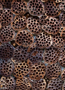 Cápsulas de loto secas para decoración del hogar, venta al por mayor - Product Image 6