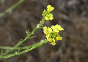 Huile de graines de moutarde pressée à froid, huile végétale d'origine indienne, certifiée GMP et casher, AARNAV GLOBAL EXPORTS - Product Image 4