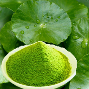 100% ส่วนผสมจากธรรมชาติผลิตผง Gotu Kola สำหรับเครื่องสำอาง - Product Image 4