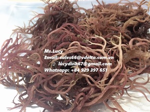 มอสทะเลคุณภาพสูง/มอสไอริช/Eucheuma cottonii - Product Image 3