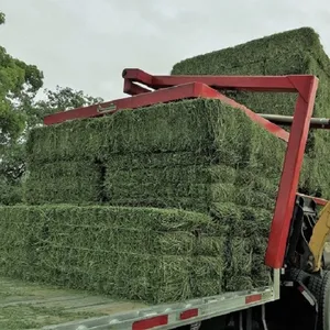 Cubos de alfalfa deshidratada, heno, Pellets Líbano alfalfa pienso Bale Kuwait