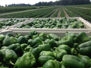 พริกแห้งอบสีแดงปี 2021 ผงพริกแปรรูป AD 50 กก. - Product Image 2