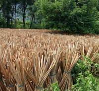 Usine solide et de haute qualité bâton de balai 100% naturel bâton de balai en bois bâton de balai ordinaire 99GD