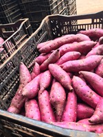 Patates douces violettes fraîches, culture non-OGM, origine Vietnam (Dak Lak), paquet de 10 kg, taille 15 cm, durée de conservation 90 jours, stockage à froid