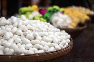 Capullo de gusano de seda Natural, Fibra de seda, capullo de seda de morera de Vietnam, (-+ 84777699587) - Product Image 3