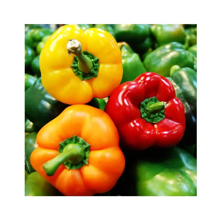 Chilli Pepper Export to EU, USA, Japan, UAE, etc - High Quality Chilli Pepper at Cheap Price - Red / Yellow / Green Chilli