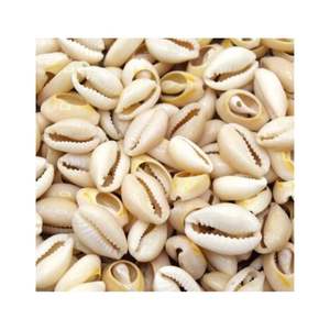 สินค้าขายดี เปลือกหอยธรรมชาติจากเวียดนาม สำหรับทำเครื่องประดับ งานฝีมือตกแต่ง - Product Image 2