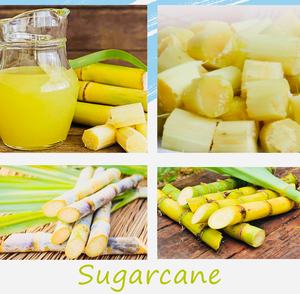 Palitos de Caña de Azúcar Frescos CONGELADOS 99 Gold Data - Product Image 6