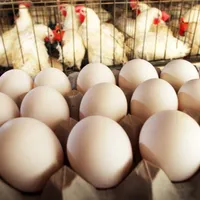 Frische braune und weiße Eier Hühnereier in loser Schüttung