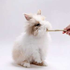 Bâtonnets de canne à sucre séchés naturels pour : petits animaux, écureuils, lapins, chinchillas, cochons d'Inde, hamsters /Helen +84374288086 - Product Image 2